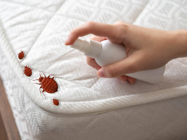 Best Termite Control Services  in Wliamsvle, IL