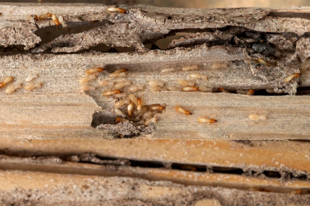 Best Commercial Pest Control Services  in Wliamsvle, IL
